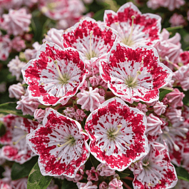 Кальмия широколистная Minuet