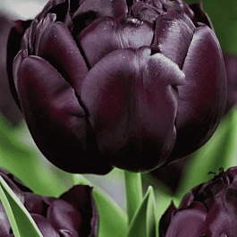 Тюльпан Махровый Black Hero