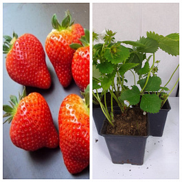 Земляника садовая Вивальди НАБОР 3ШТ