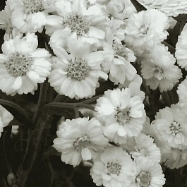 Тысячелистник птармика The pearl