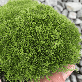 Дивала двухцветковая