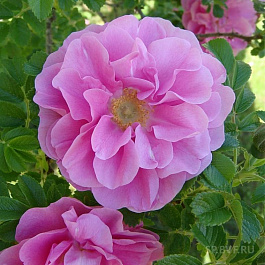 Роза канадская парковая Дженс Манк Роза канадская парковая Дженс Манк