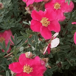 Лапчатка кустарниковая Данни Бой