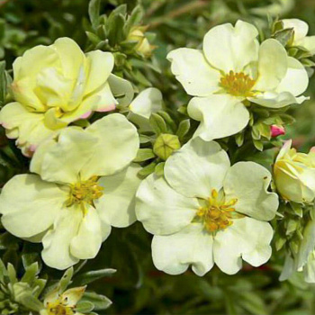 Лапчатка кустарниковая CREAM'ISSIMA