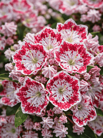 Кальмия широколистная Minuet