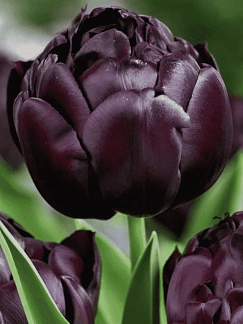 Тюльпан Махровый Black Hero