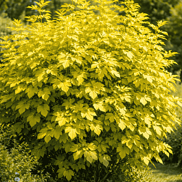 Пузыреплодник калинолистный Angel Gold