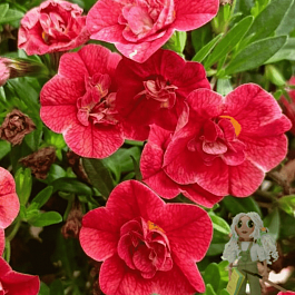 Калибрахоа махровая M.F. Uno Double Orange Flame