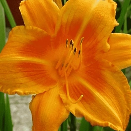 Лилейник Rocket City