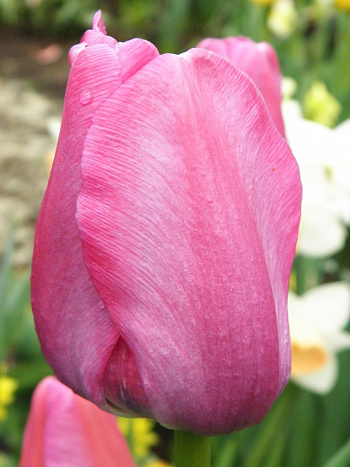 Тюльпан Дарвинов гибрид Ройал Прайд