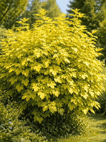 Пузыреплодник калинолистный Angel Gold