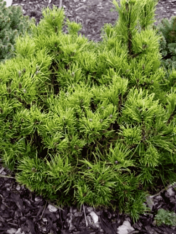 Сосна горная Michal