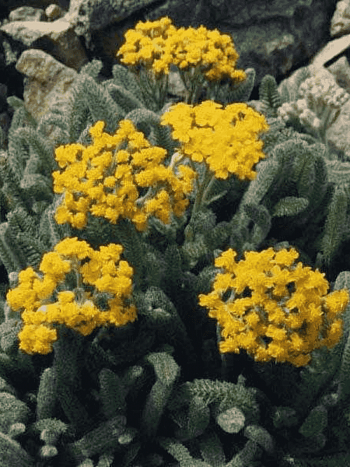 Тысячелистник войлочный Aurea