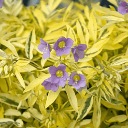 Синюха  Golden Feathers