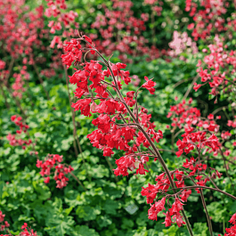 Гейхера Ruby Bells
