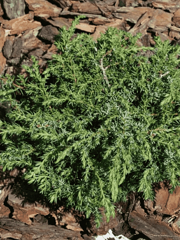 Можжевельник обыкновенный Hornibrookii