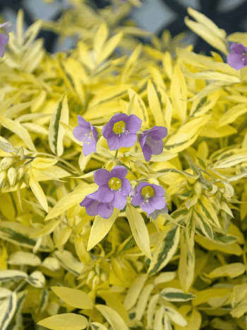 Синюха  Golden Feathers
