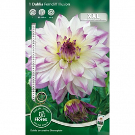 Георгина Крупноцветковая Фернклиф Иллюжн