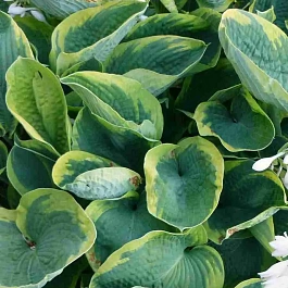 Хоста Зибольда 