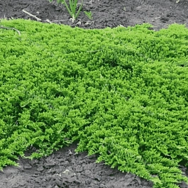 Можжевельник горизонтальный Prince of Wales