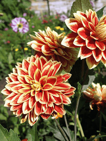 Георгина Caballero