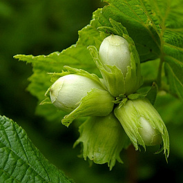 Лещина обыкновенная Черкесский-2