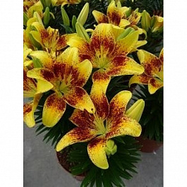 Лилия азиатская горшечная Тайни Наггет