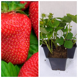 Земляника садовая Зенга Гигана НАБОР 3ШТ