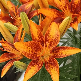 Лилия Tiny Orange Sensation
