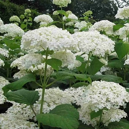 Гортензия древовидная Sterilis