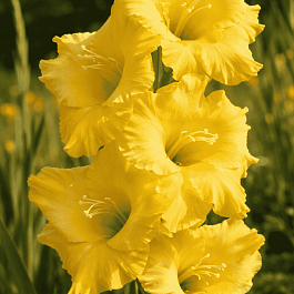 Гладиолус Alabama