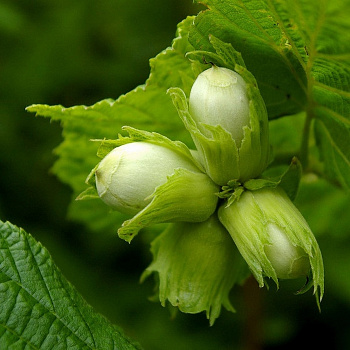 Лещина обыкновенная Черкесский-2