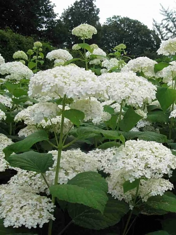 Гортензия древовидная Sterilis