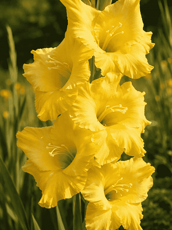 Гладиолус Alabama