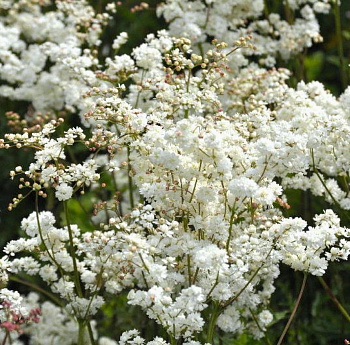 Лабазник обыкновенный Плена (Флоре плено) Лабазник обыкновенный Плена (Флоре плено)
