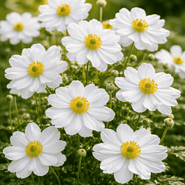 Анемона японская Whirlwind