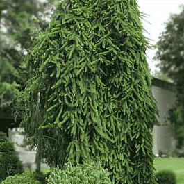 Ель обыкновенная Inversa