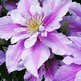 Клематис Serafina