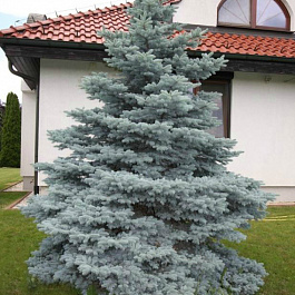 Ель колючая Мисти Блю