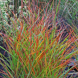 Мискантус китайский Пурпуресценс