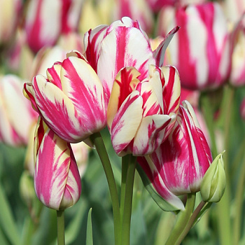 Тюльпан Флейминг Клаб