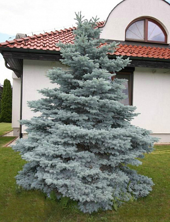 Ель колючая Мисти Блю