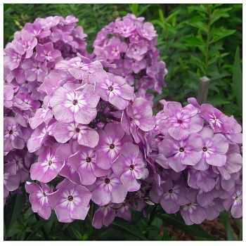 Флокс метельчатый Селена НАБОР 2ШТ (1+1) Флокс метельчатый Селена НАБОР 2ШТ (1+1)