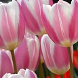 Тюльпан триумф Silk Surprise