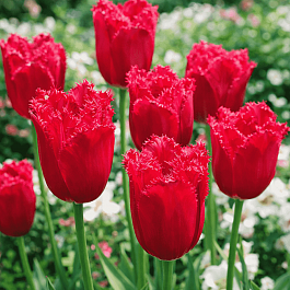 Тюльпан Burgundy Lace