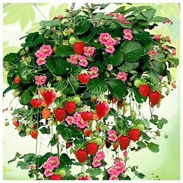 Земляника садовая Тоскана