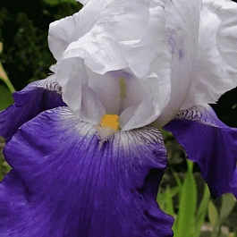 Ирис германский Salonique
