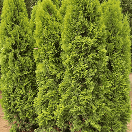 Туя западная Silver Smaragd