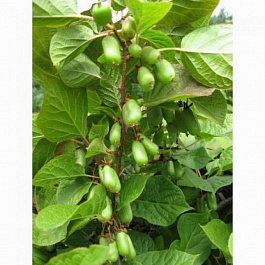 Актинидия коломикта Университетская