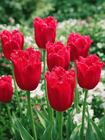 Тюльпан Burgundy Lace